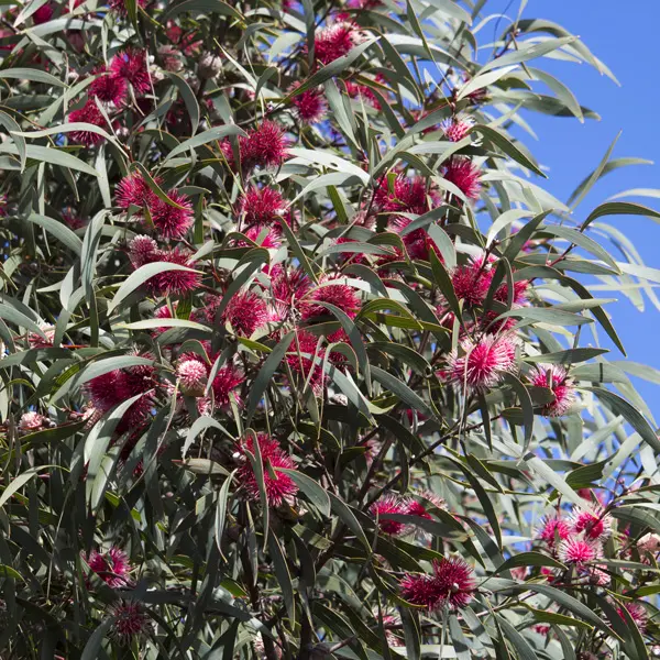 Pincushion Hakea 68mm