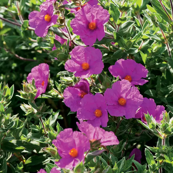 Rock Rose Sunset Rock Rose Sunset