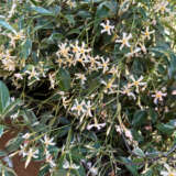 Trachelospermum Asiaticum- Pink Variegated Jasmine (pbre)