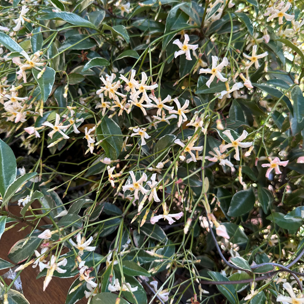 Trachelospermum Asiaticum- Pink Variegated Jasmine (pbre)