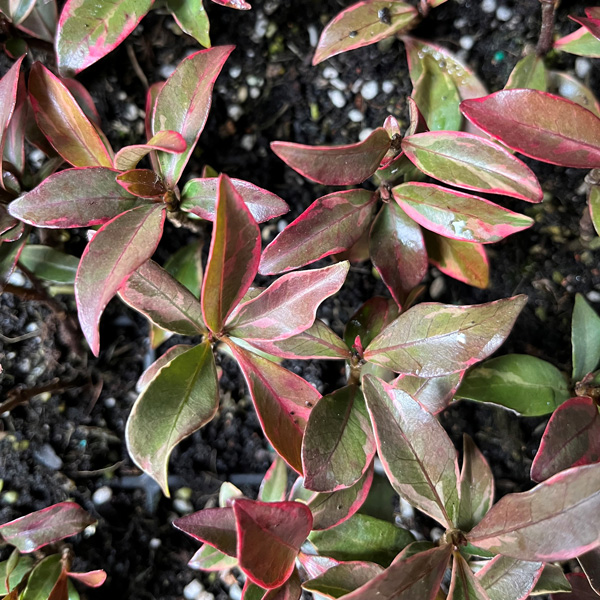 Trachelospermum Asiaticum- Pink Variegated Jasmine (pbre)