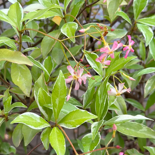 Trachelospermum Asiaticum- Pink Variegated Jasmine (Pbre)