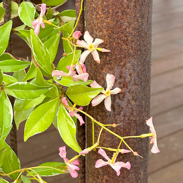 Trachelospermum Asiaticum- Pink Variegated Jasmine (pbre)