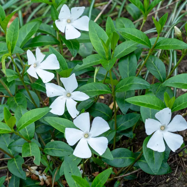 Vinca Alba Vinca Alba