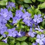 Vinca Darts Blue Lpovindbl - Garden Express Australia