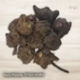 Yacon 10pack - Garden Express Australia