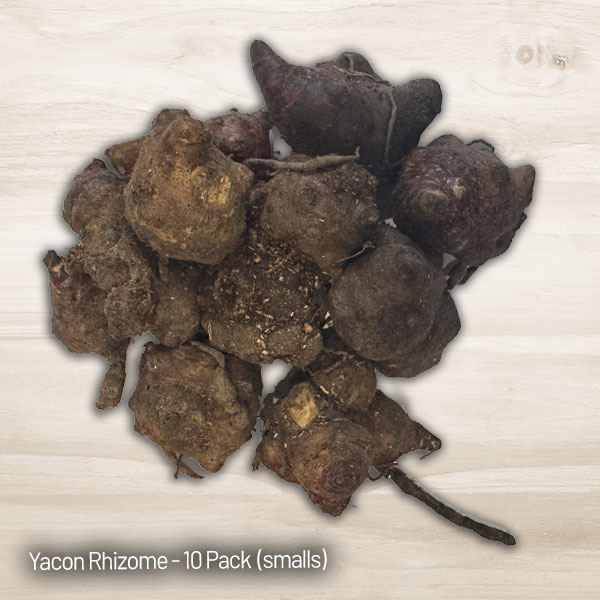 Yacon- Peruvian Ground Apple (smalls)