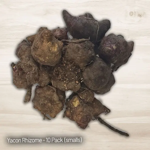 Yacon- Peruvian Ground Apple (smalls) Yacon- Peruvian Ground Apple (smalls)
