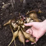 Yacon- Peruvian Ground Apple Yacon- Peruvian Ground Apple