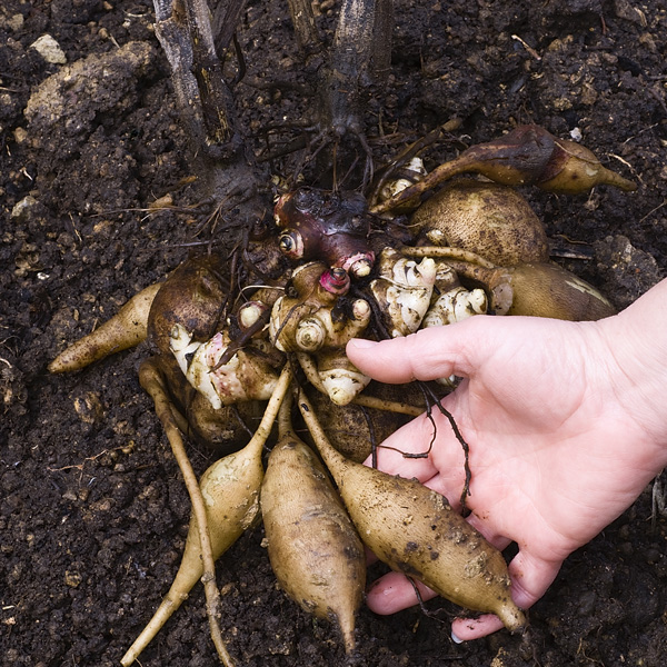 Yacon- Peruvian Ground Apple