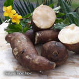 Yacon- Peruvian Ground Apple