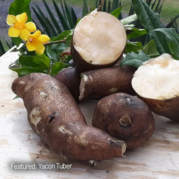 Yacon- Peruvian Ground Apple Yacon- Peruvian Ground Apple