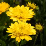 Osteospernum Double Deep Sun - Garden Express Australia