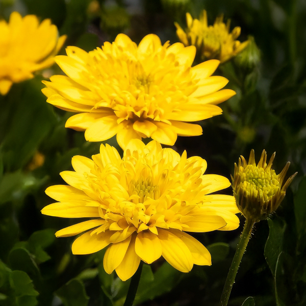 Osteospermum 3d Deep Sun