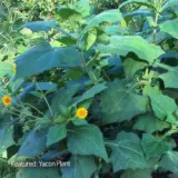 Yacon- Peruvian Ground Apple Yacon- Peruvian Ground Apple