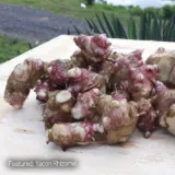 Yacon- Peruvian Ground Apple Yacon- Peruvian Ground Apple