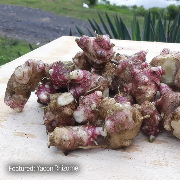 Yacon- Peruvian Ground Apple Yacon- Peruvian Ground Apple