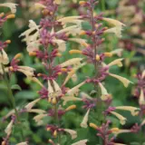 Agastache Lemon Fiesta Lpoagalfi - Garden Express Australia