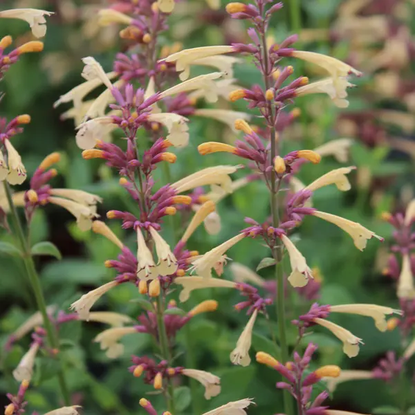 Agastache Lemon Fiesta