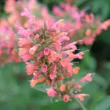 Agastache Salmon Pink Lpoagaspi - Garden Express Australia