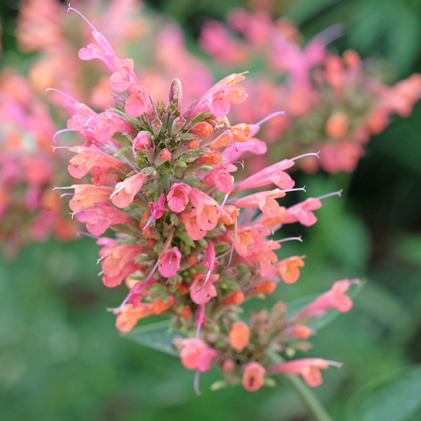 Agastache Salmon Pink