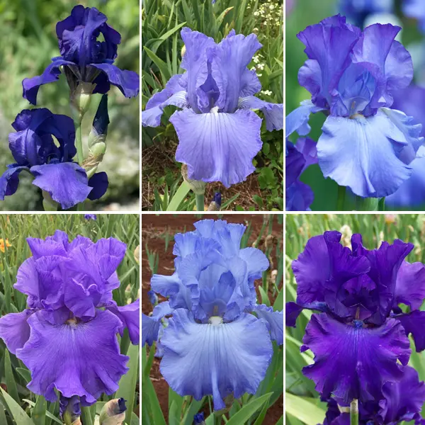 Bearded Iris Shades Of Blue Bearded Iris Shades Of Blue