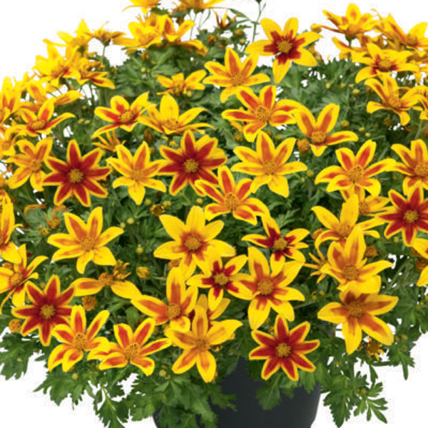 Bidens Tiger Bee