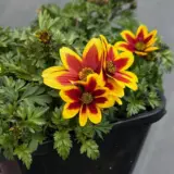 Bidens Tiger Bee P14bidtbe - Garden Express Australia