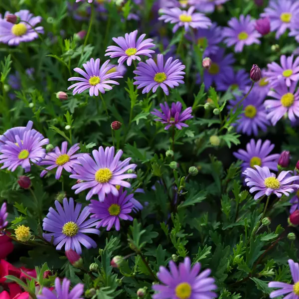 Brachyscome Brasco Violet