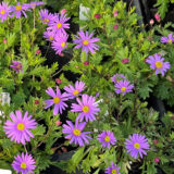 Brachyscome Mauve Delight - Garden Express Australia