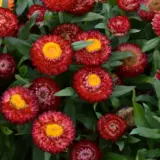 Bracteantha Mohave Dark Red P68bramdr - Garden Express Australia