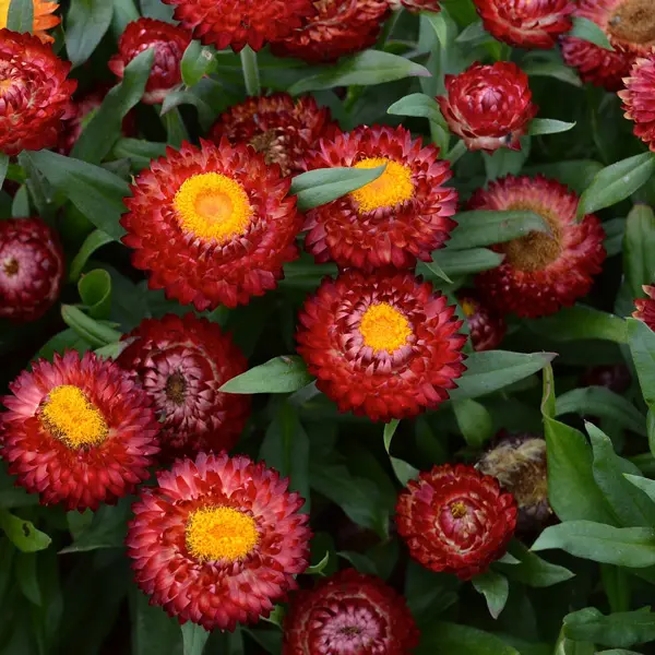 Bracteantha Mohave Dark Red