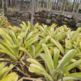Bromeliad Aechmea Variegated Tail