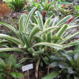 Bromeliad Aechmea Variegated Tail By Raffi Kojian Via Wiki Pkbroavt - Garden Express Australia