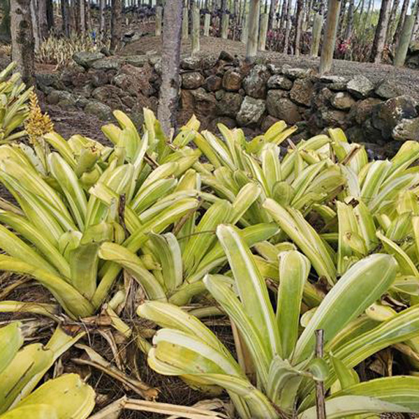 Bromeliad Aechmea Variegated Tail