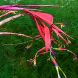 Bromeliad Billbergia Queens Tears