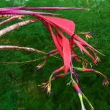 Bromeliad Billbergia Queens Tears Bromeliad Billbergia Queens Tears