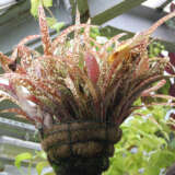 Bromeliad Billbergia Queens Tears Pkbrobqt - Garden Express Australia