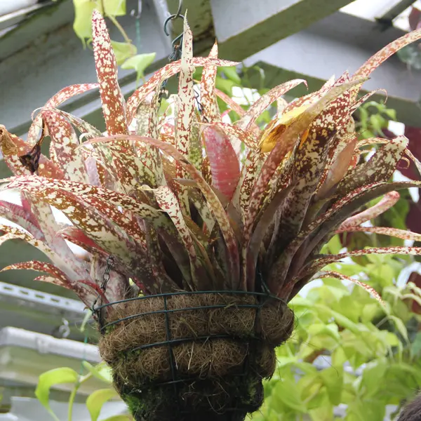 Bromeliad Billbergia Queens Tears