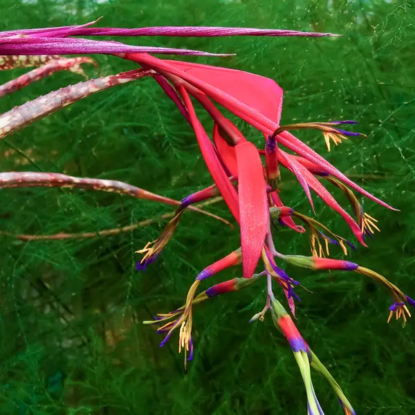 Bromeliad Billbergia Queens Tears