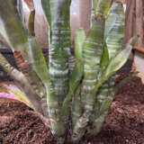 Bromeliad Billbergia Striped Pkbrostr - Garden Express Australia