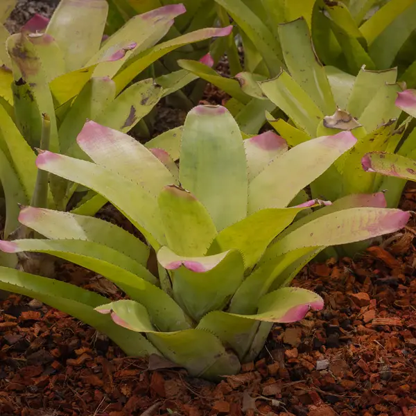 Bromeliad Neoregelia Pink Tips