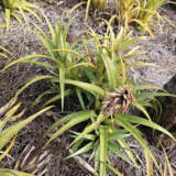 Bromeliad Pineapple