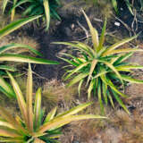 Bromeliad Pineapple Pkbropin - Garden Express Australia