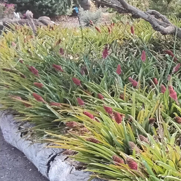 Bromeliad Pineapple