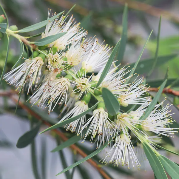 Callistemon Wilderness White