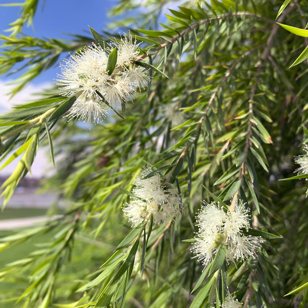 Callistemon Wilderness White
