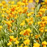 Chrysocephalum Silver Sunburst Lpochrssu - Garden Express Australia