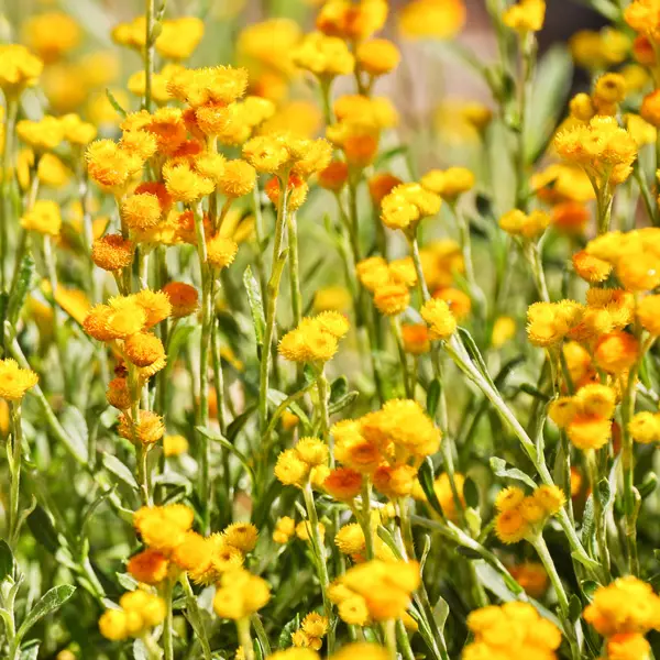 Chrysocephalum Silver Sunburst