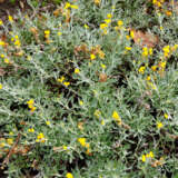 Chrysocephalum Yellow Buttons